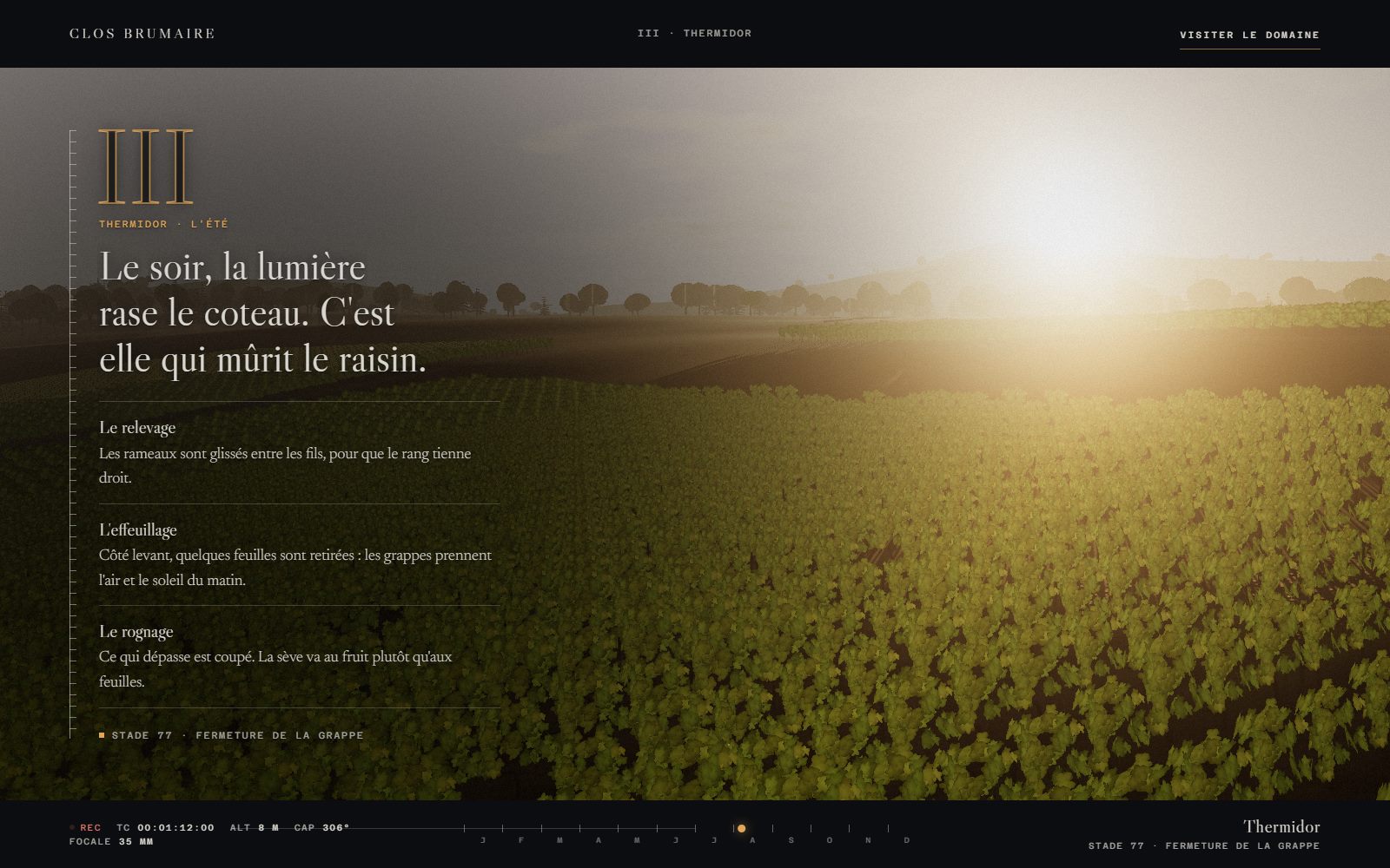 Thermidor : le soleil du soir rase le coteau et dore les rangs de vigne.